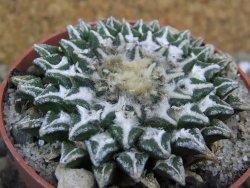 Ariocarpus kotschoubeyanus elephantidens Vista Hermosa pot 6,5 cm - 12401555