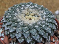 Ariocarpus kotschoubeyanus albiflorus Tula pot 6,5 cm - 12401560