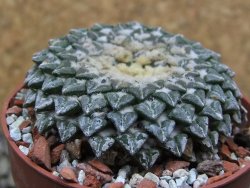 Ariocarpus kotschoubeyanus albiflorus Tula pot 6,5 cm - 12401561