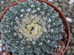 Ariocarpus kotschoubeyanus albiflorus Tula pot 6,5 cm - 12401562