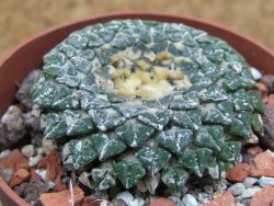 Ariocarpus kotschoubeyanus albiflorus Tula pot 6,5 cm - 12401564