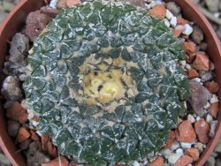 Ariocarpus kotschoubeyanus albiflorus Tula pot 6,5 cm - 12401565