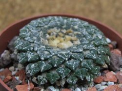 Ariocarpus kotschoubeyanus albiflorus Tula pot 6,5 cm - 12401566