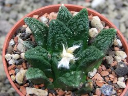 Ariocarpus fissuratus hintonii Matehuala pot 5,5 cm Cites IA - 12401568