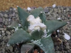 Ariocarpus confusus Aramberi VM 265 pot 5,5 cm cm Cites IA - 12401572