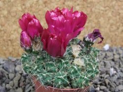 Tephrocactus pulcherimus Incahuasi pot 5,5 cm - 12401576