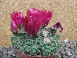 Tephrocactus pulcherimus Incahuasi pot 5,5 cm - 12401577