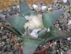 Ariocarpus confusus Aramberi VM 265 pot 5,5 cm cm Cites IA - 12401581