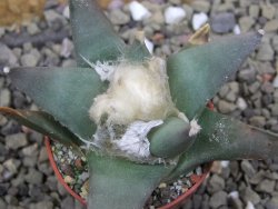 Ariocarpus confusus Aramberi VM 265 pot 5,5 cm cm Cites IA - 12401584