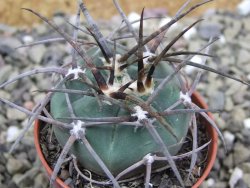 Gymnocalycium armatum LH1431 Pajcho centro, Tarija, pot 5,5 cm