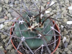 Gymnocalycium armatum LH1431 Pajcho centro, Tarija, pot 5,5 cm - 12401588