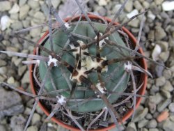 Gymnocalycium armatum LH1431 Pajcho centro, Tarija, pot 5,5 cm - 12401589