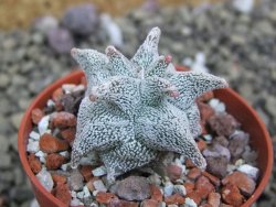 Asrophytum coahuilense Hakuran 5,5 cm