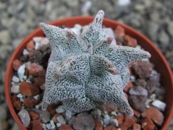 Asrophytum coahuilense Hakuran 5,5 cm - 12401602