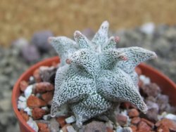 Asrophytum coahuilense Hakuran 5,5 cm - 12401603