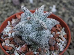 Asrophytum coahuilense Hakuran 5,5 cm - 12401604