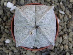 Astrophytum coahuilense quadricostatum, pot 5,5 cm - 12401605