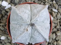 Astrophytum coahuilense quadricostatum, pot 5,5 cm - 12401606