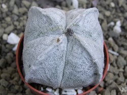 Astrophytum coahuilense quadricostatum, pot 5,5 cm