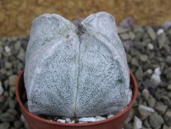 Astrophytum coahuilense quadricostatum, pot 5,5 cm - 12401608