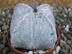 Astrophytum coahuilense quadricostatum, pot 5,5 cm - 12401609