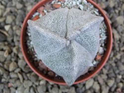 Astrophytum coahuilense tricostatum pot 5,5 cm - 12401610