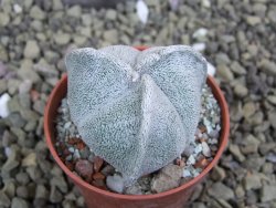 Astrophytum coahuilense tricostatum pot 5,5 cm