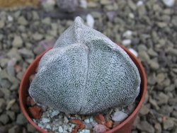 Astrophytum coahuilense tricostatum pot 5,5 cm - 12401612