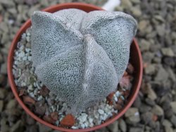 Astrophytum coahuilense tricostatum pot 5,5 cm - 12401613