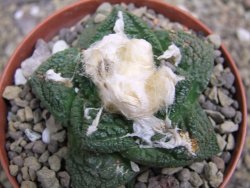 Ariocarpus fissuratus Cuatro Cienegas pot 9 cm - 12401615