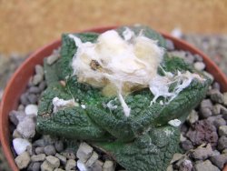 Ariocarpus fissuratus Cuatro Cienegas pot 9 cm - 12401616