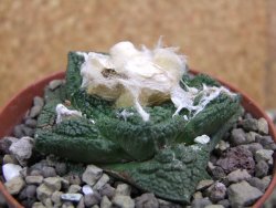 Ariocarpus fissuratus Cuatro Cienegas pot 9 cm - 12401617