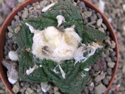 Ariocarpus fissuratus Cuatro Cienegas pot 9 cm - 12401618