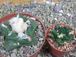 Ariocarpus fissuratus Cuatro Cienegas pot 9 cm - 12401619