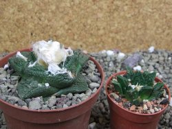 Ariocarpus fissuratus Cuatro Cienegas pot 9 cm - 12401620