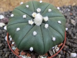 Astrophytum X asterias nudum pot 5,5 cm - 12401625