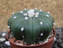 Astrophytum X asterias nudum pot 5,5 cm - 12401627