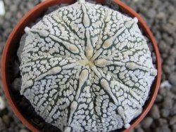 Astrophytum X Super Kabuto pot 5,5 cm - 12401629