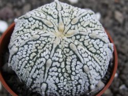 Astrophytum X Super Kabuto pot 5,5 cm - 12401630