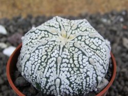 Astrophytum X Super Kabuto pot 5,5 cm - 12401631