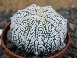 Astrophytum X Super Kabuto pot 5,5 cm - 12401632