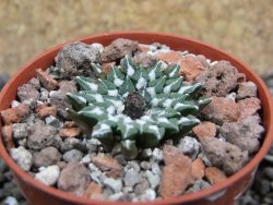 Ariocarpus kotschoubeyanus sladkovskii Rio Verde pot 5,5 cm - 12401638