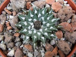 Ariocarpus kotschoubeyanus sladkovskii Rio Verde pot 5,5 cm - 12401639