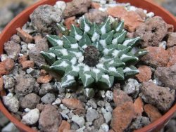 Ariocarpus kotschoubeyanus sladkovskii Rio Verde pot 5,5 cm - 12401640