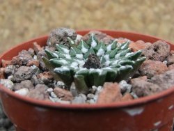 Ariocarpus kotschoubeyanus sladkovskii Rio Verde pot 5,5 cm - 12401641