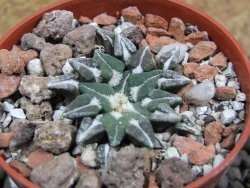 Ariocarpus kotschoubeyanus sladkovskii Rio Verde pot 5,5 cm - 12401642