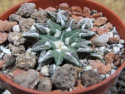 Ariocarpus kotschoubeyanus sladkovskii Rio Verde pot 5,5 cm - 12401644