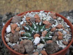 Ariocarpus kotschoubeyanus sladkovskii Rio Verde pot 5,5 cm - 12401645