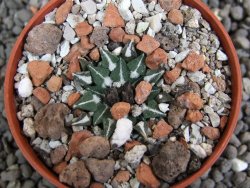 Ariocarpus kotschoubeyanus sladkovskii Rio Verde pot 5,5 cm - 12401646