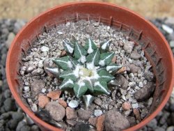 Ariocarpus kotschoubeyanus sladkovskii Rio Verde pot 5,5 cm - 12401647